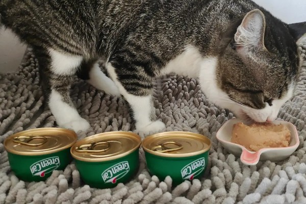 猫咪受伤掉了一块皮怎么处理，要先对伤口进行冲洗