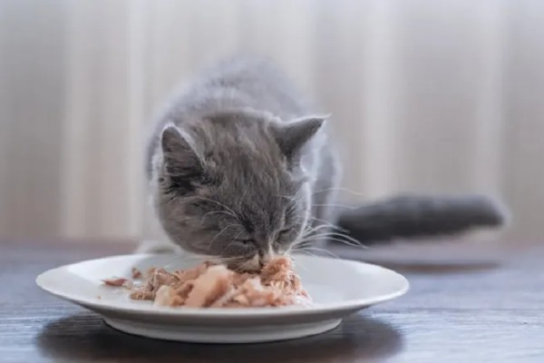 猫咪受伤掉了一块皮怎么处理，要先对伤口进行冲洗