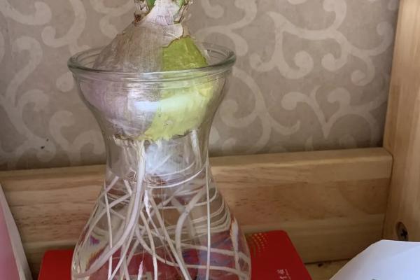风信子的水养方法，水温在15℃以下较好