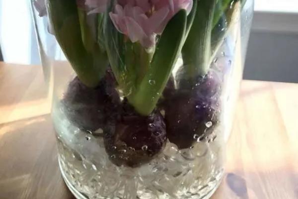 风信子的水养方法，水温在15℃以下较好