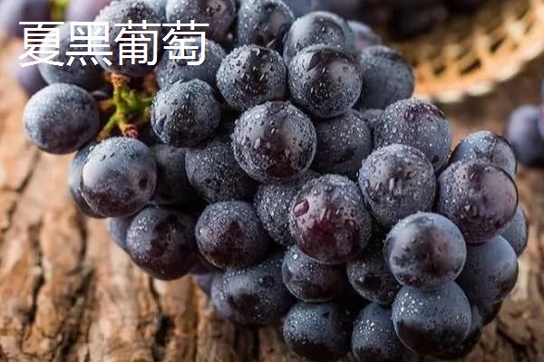 南抗无核葡萄的亩产量，第二年亩产可达500-1000千克