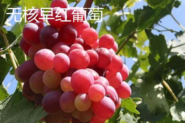 南抗无核葡萄的亩产量，第二年亩产可达500-1000千克