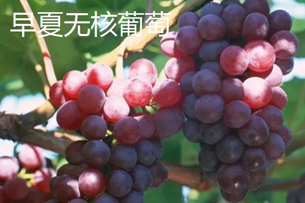南抗无核葡萄的亩产量，第二年亩产可达500-1000千克
