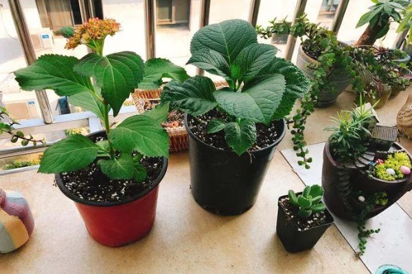 绣球一年开放多少次，每年开放一次花期多为6-8月份