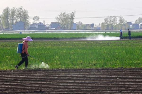 异丙威可以杀哪些虫，可以杀稻飞虱、蚜虫等