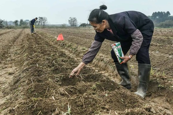 玉米怎么施肥，一定要施足底肥