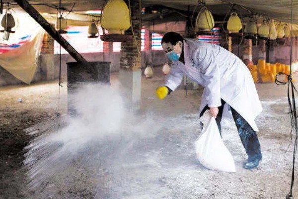 小鸭子身上有没有寄生虫，绦虫、球虫、棘头虫都有可能出现