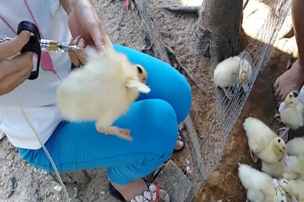 小鸭子身上有没有寄生虫，绦虫、球虫、棘头虫都有可能出现