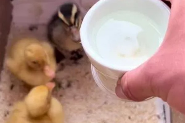 小鸭子身上有没有寄生虫，绦虫、球虫、棘头虫都有可能出现