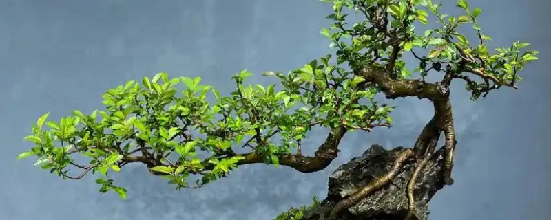 怎么养殖榆树，每隔5-7天浇一次水