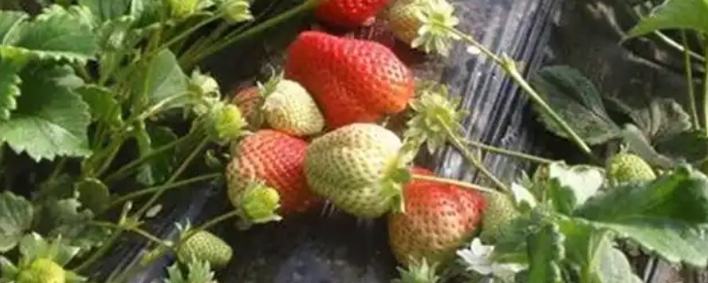 女峰草莓的产地，原产于日本如今我国多个省份都有栽培