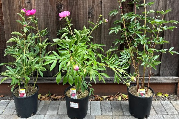 家里不能种芍药的原因，迷信的说法认为芍药会吸阴