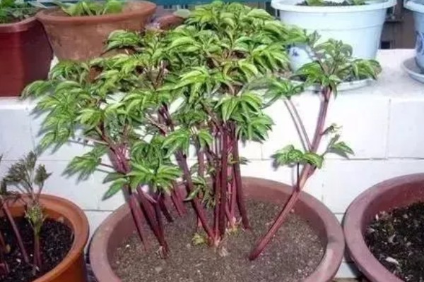 家里不能种芍药的原因，迷信的说法认为芍药会吸阴