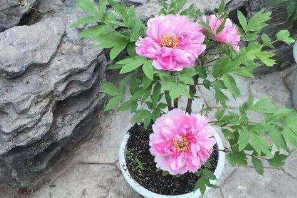 家里不能种芍药的原因，迷信的说法认为芍药会吸阴