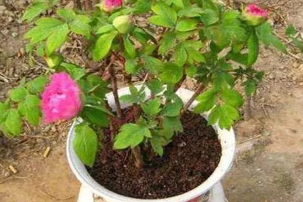 家里不能种芍药的原因，迷信的说法认为芍药会吸阴