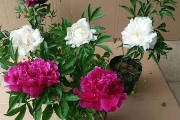家里不能种芍药的原因，迷信的说法认为芍药会吸阴