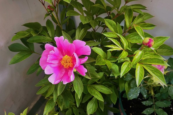 家里不能种芍药的原因，迷信的说法认为芍药会吸阴