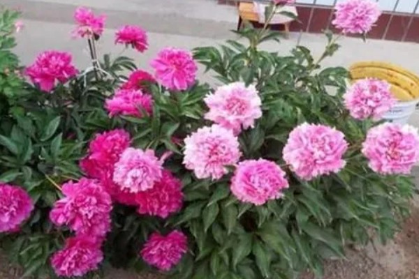 家里不能种芍药的原因，迷信的说法认为芍药会吸阴