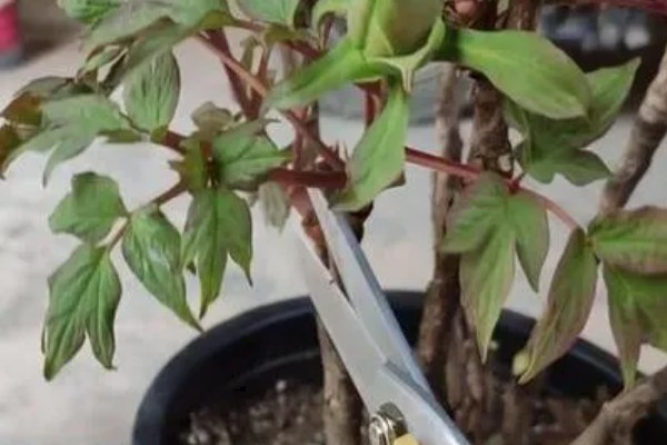 家里不能种芍药的原因，迷信的说法认为芍药会吸阴