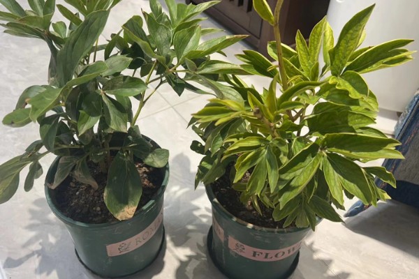 家里不能种芍药的原因，迷信的说法认为芍药会吸阴