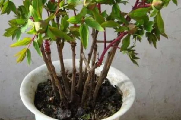 家里不能种芍药的原因，迷信的说法认为芍药会吸阴