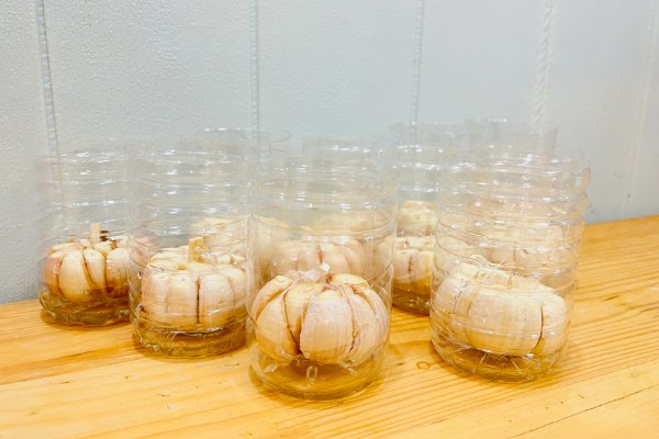 什么时候水培大蒜好，最佳时间是秋季
