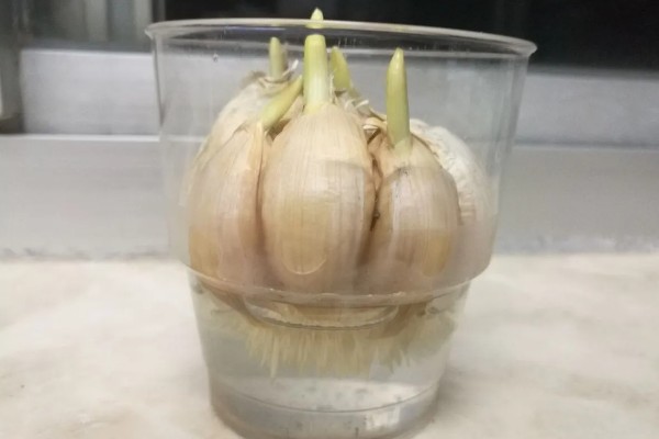 什么时候水培大蒜好，最佳时间是秋季