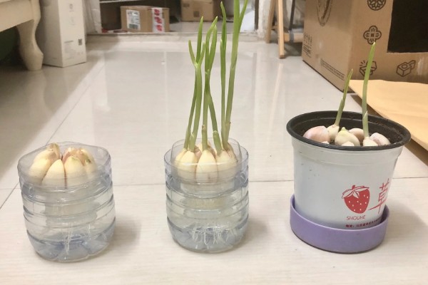 什么时候水培大蒜好，最佳时间是秋季
