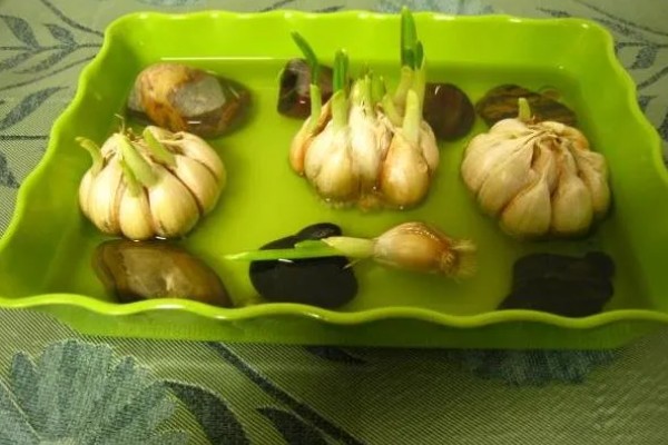 什么时候水培大蒜好，最佳时间是秋季