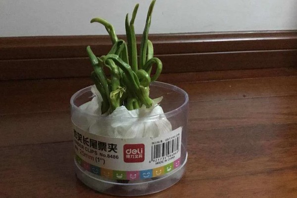 什么时候水培大蒜好，最佳时间是秋季