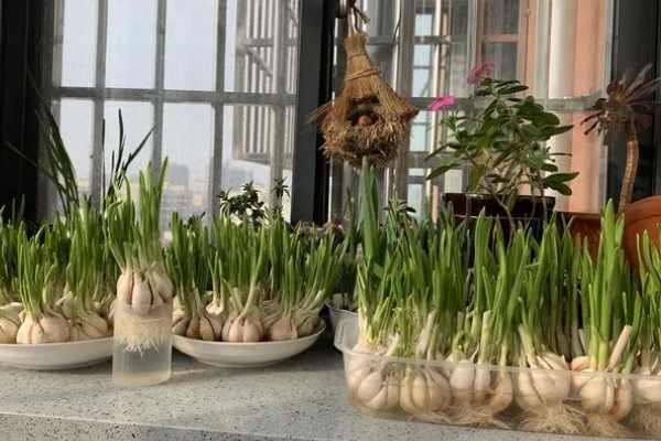 什么时候水培大蒜好，最佳时间是秋季