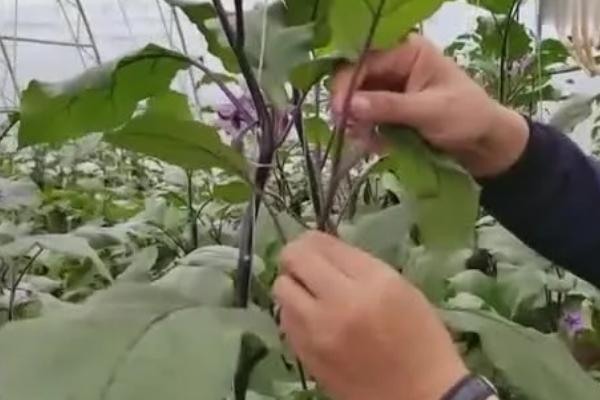 怎么修剪茄子枝条，选择在植株丰收后进行