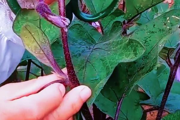 怎么修剪茄子枝条，选择在植株丰收后进行