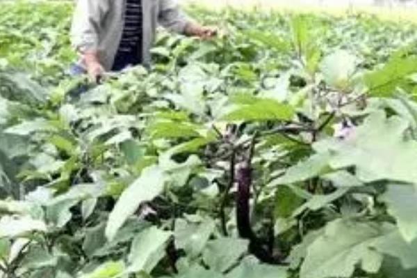 怎么修剪茄子枝条，选择在植株丰收后进行