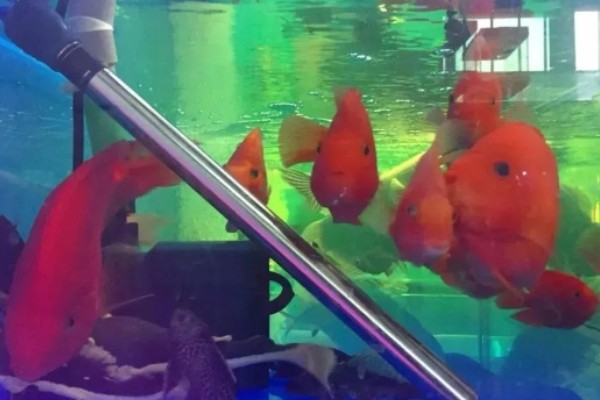 鱼缸断电一夜可行吗，断电一夜是不行的