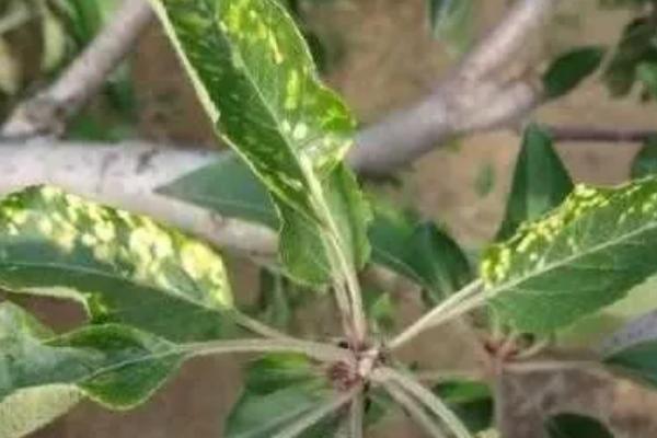 苹果花叶病怎么防治，可选用脱毒苗木