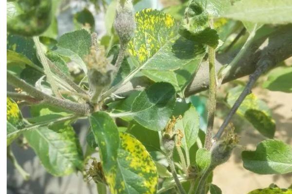 苹果花叶病怎么防治，可选用脱毒苗木