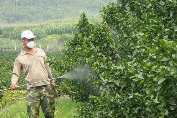 苹果花叶病怎么防治，可选用脱毒苗木