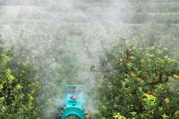 苹果花叶病怎么防治，可选用脱毒苗木