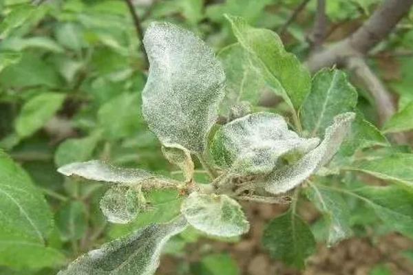 苹果花叶病怎么防治，可选用脱毒苗木
