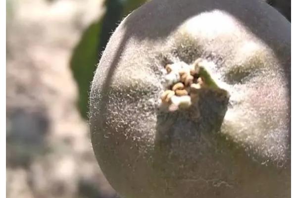 苹果花叶病怎么防治，可选用脱毒苗木