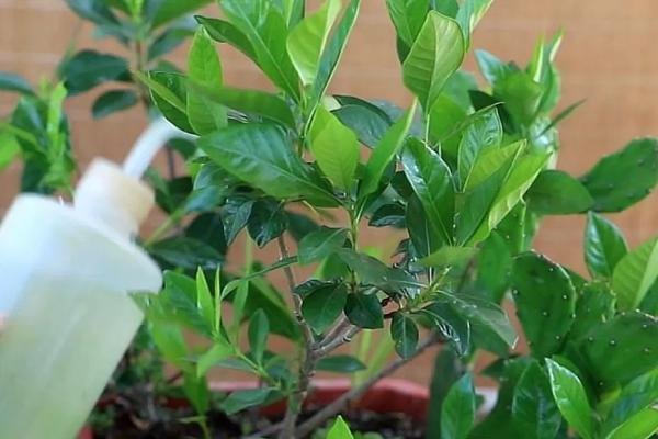 栀子花只长花苞不开花怎么处理，不同原因导致的处理方法也不同