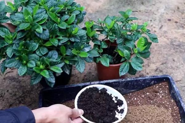 栀子花只长花苞不开花怎么处理，不同原因导致的处理方法也不同