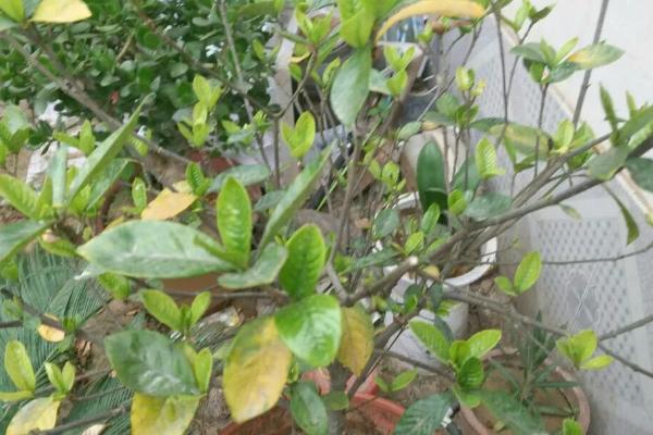 栀子花只长花苞不开花怎么处理，不同原因导致的处理方法也不同