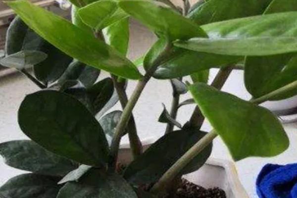 雪铁芋能剪枝吗，雪铁芋可以剪枝
