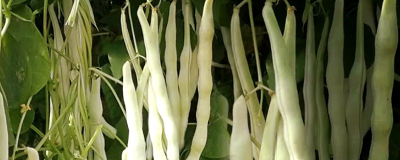 白不老豆角的种植方法，可在3月中旬进行露地栽培