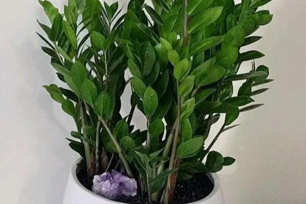 雪铁芋能剪枝吗，雪铁芋可以剪枝
