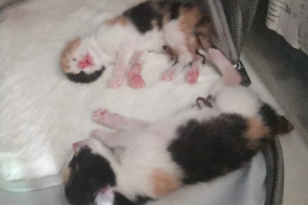 小猫脐带多久可以脱落，5天左右自动脱落