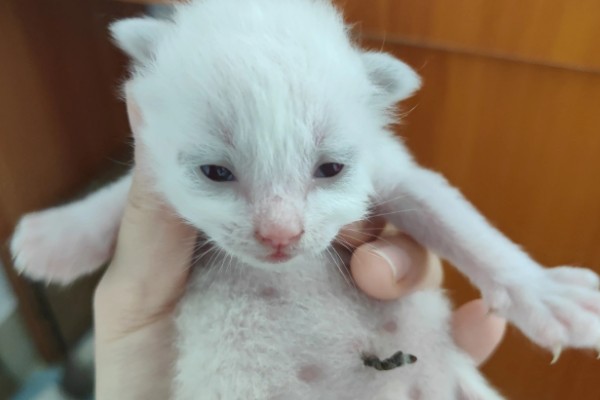 小猫脐带多久可以脱落，5天左右自动脱落