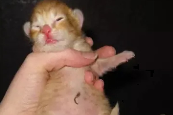 小猫脐带多久可以脱落，5天左右自动脱落